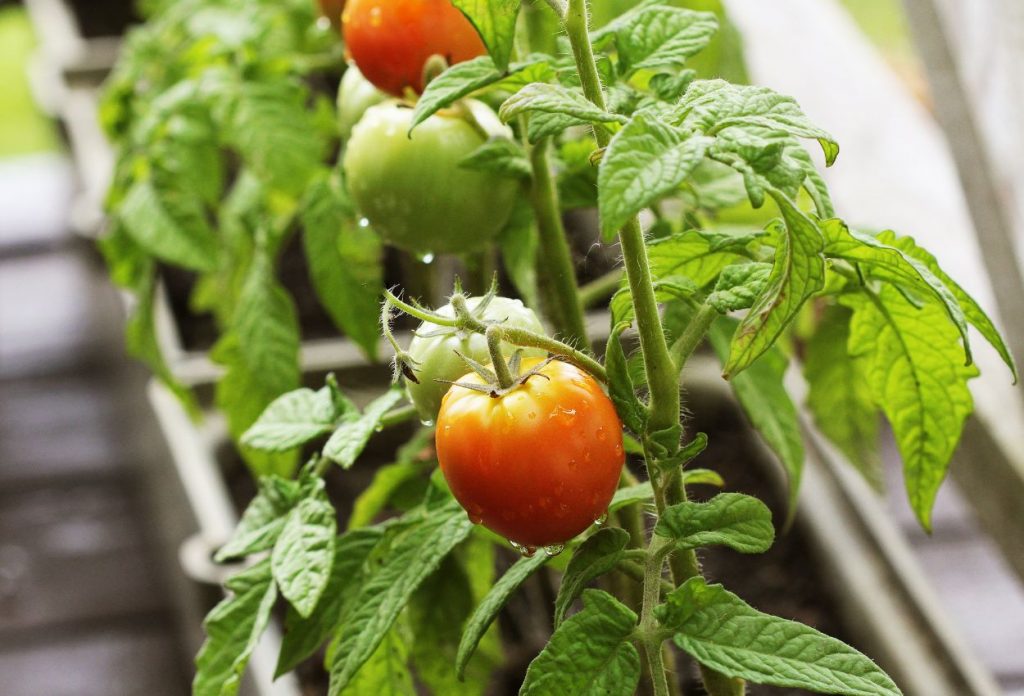 How to grow tomatoes on a balcony 11