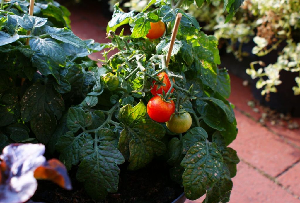 How to grow tomatoes on a balcony 2