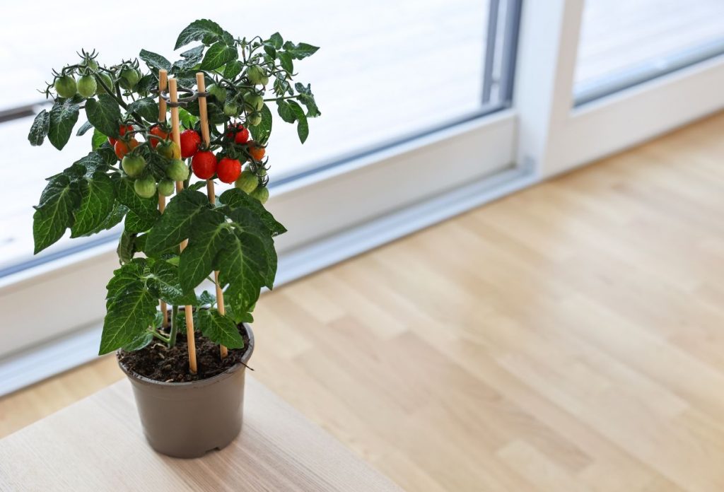 How to grow tomatoes on a balcony 3