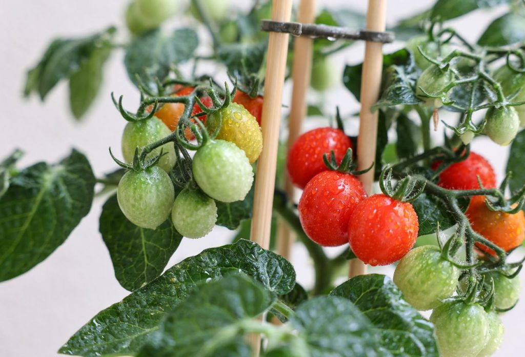 How to grow tomatoes on a balcony 4