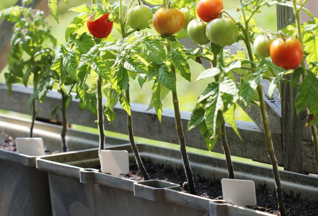How to grow tomatoes on a balcony 6