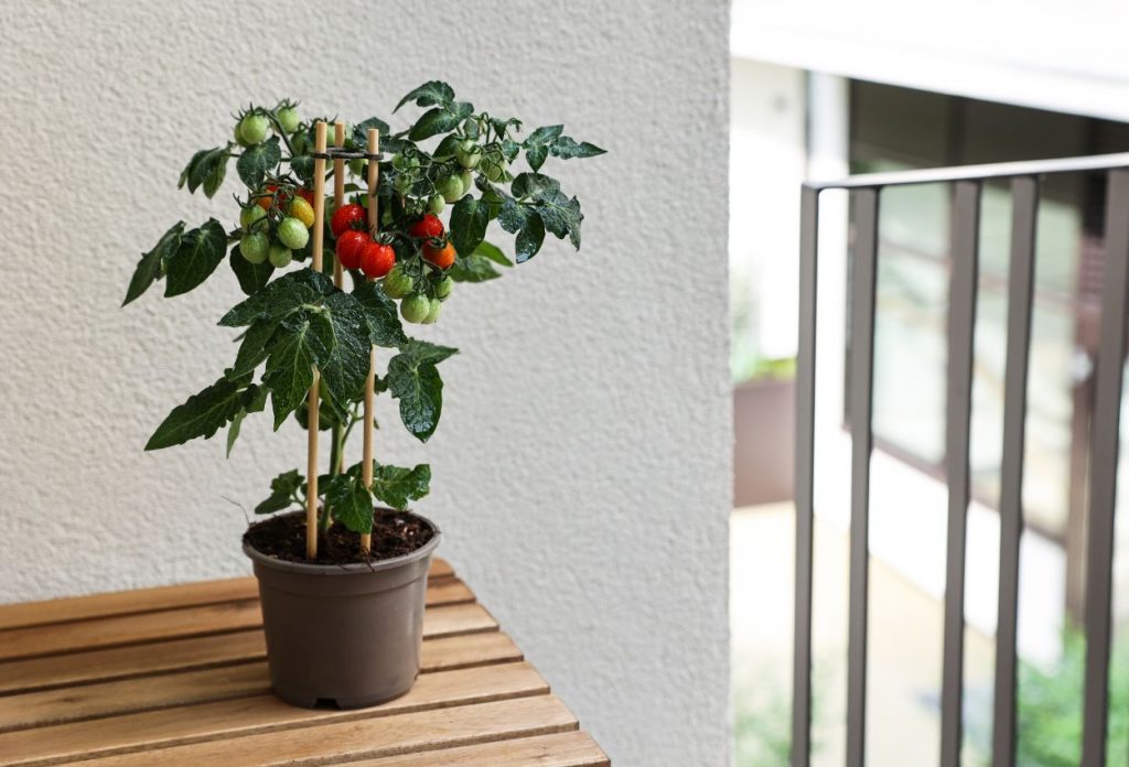 How to grow tomatoes on a balcony 8